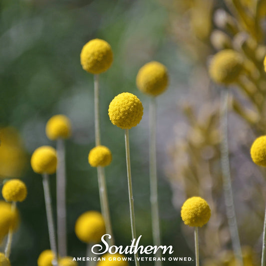 Billy Buttons (Drumsticks) | 50 Seeds