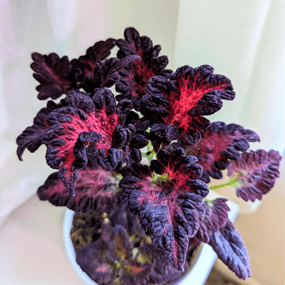Black Dragon Coleus | 20 Seeds