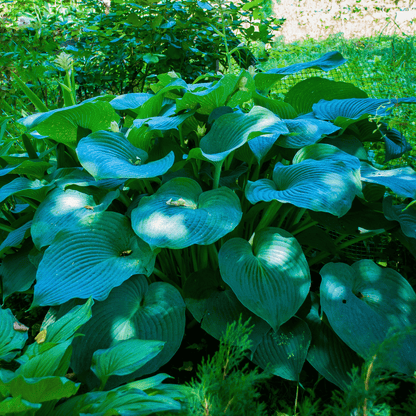Blue Hosta | 25 Seeds