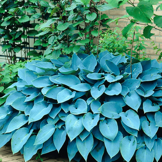 Blue Hosta | 25 Seeds