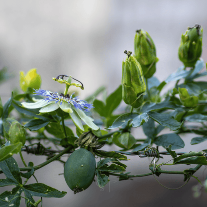 Blue Passionflower | 20 Seeds