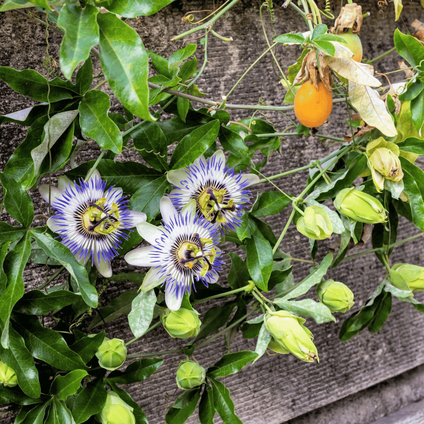 Blue Passionflower | 20 Seeds