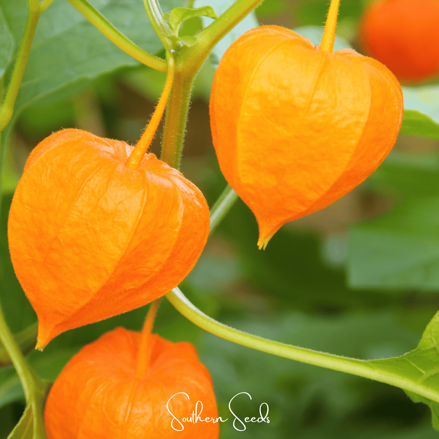 Chinese Lantern | 50 Seeds