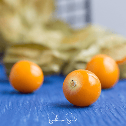 Chinese Lantern | 50 Seeds