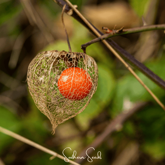 Chinese Lantern | 50 Seeds