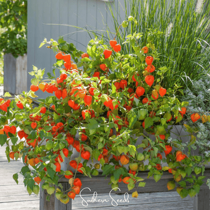 Chinese Lantern | 50 Seeds