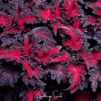 Black Dragon Coleus | 20 Seeds