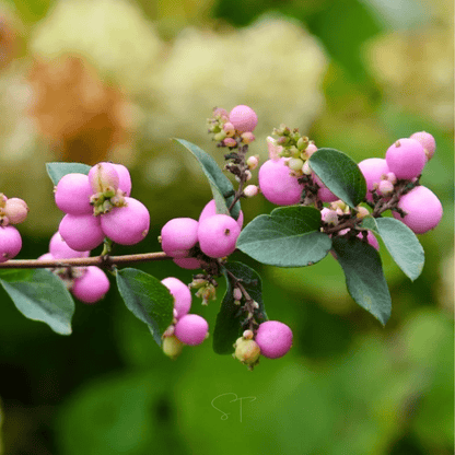 Coralberry | 30 Seeds