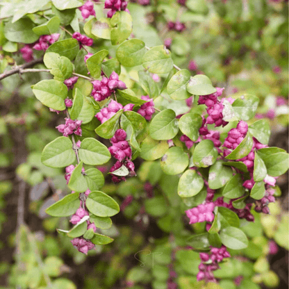 Coralberry | 30 Seeds