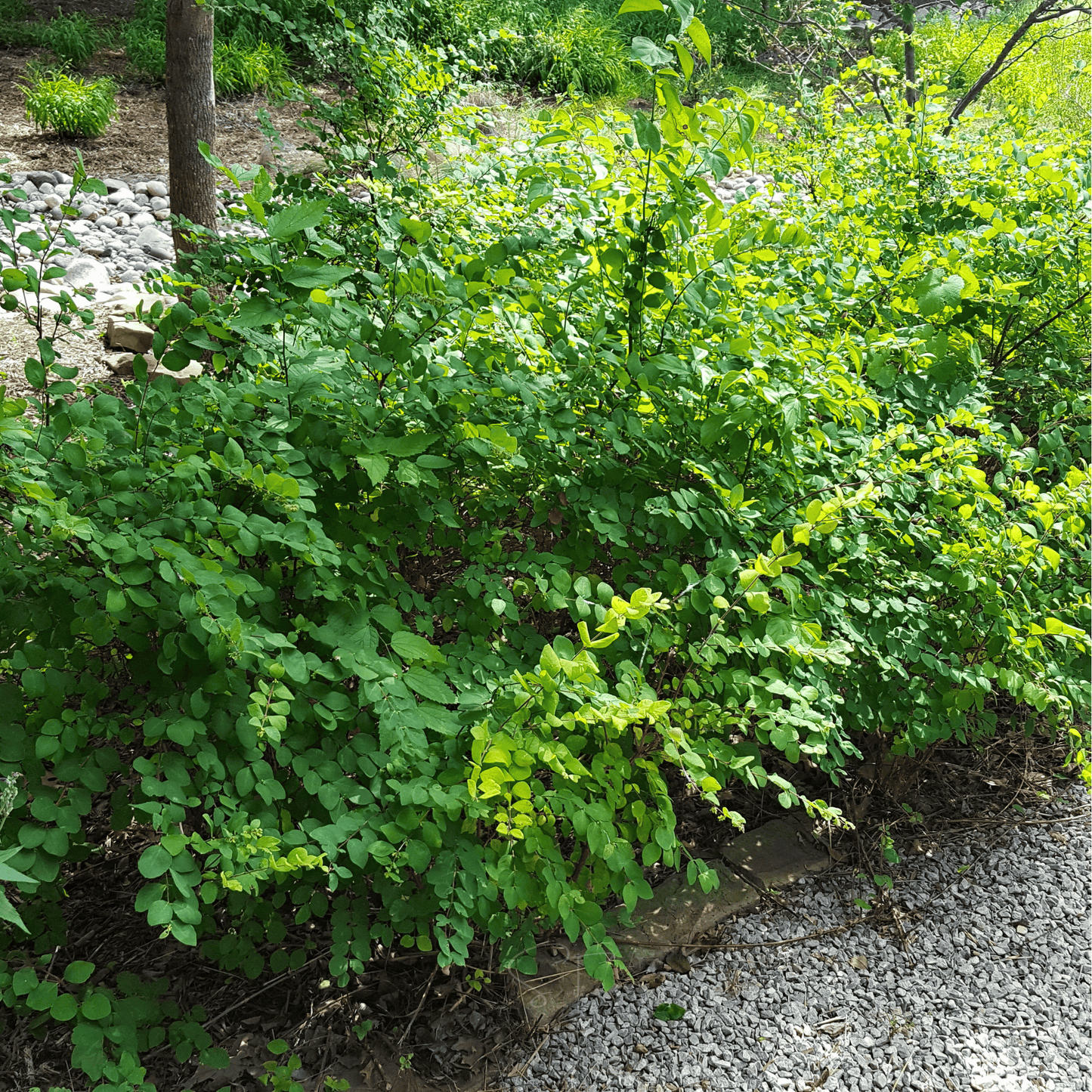 Coralberry | 30 Seeds