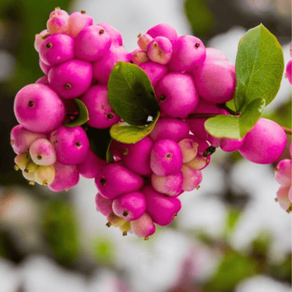 Coralberry | 30 Seeds