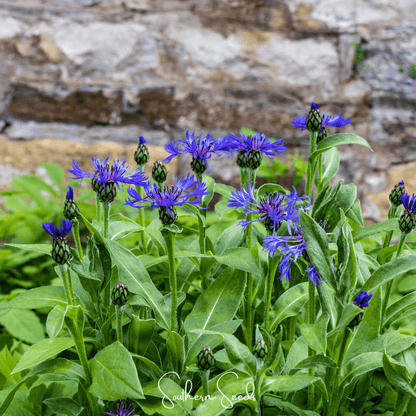 Montana Cornflower | 30 Seeds