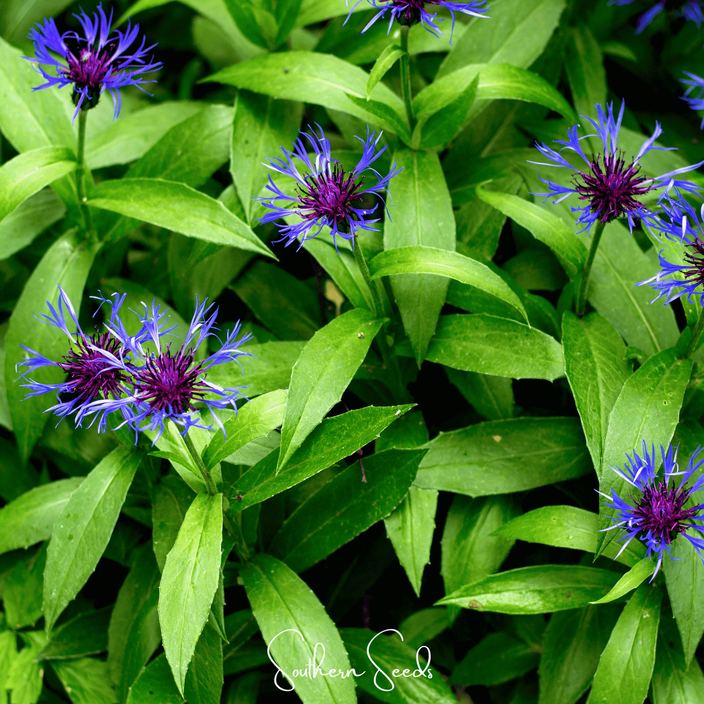 Montana Cornflower | 30 Seeds