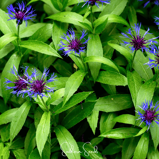 Montana Cornflower | 30 Seeds