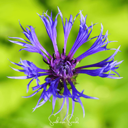 Montana Cornflower | 30 Seeds