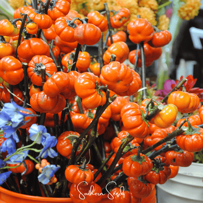 Pumpkin On A Stick Eggplant | 15 Seeds