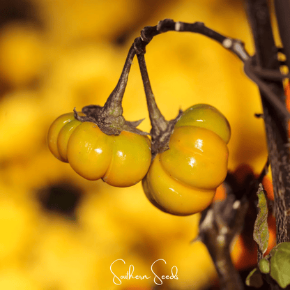 Pumpkin On A Stick Eggplant | 15 Seeds