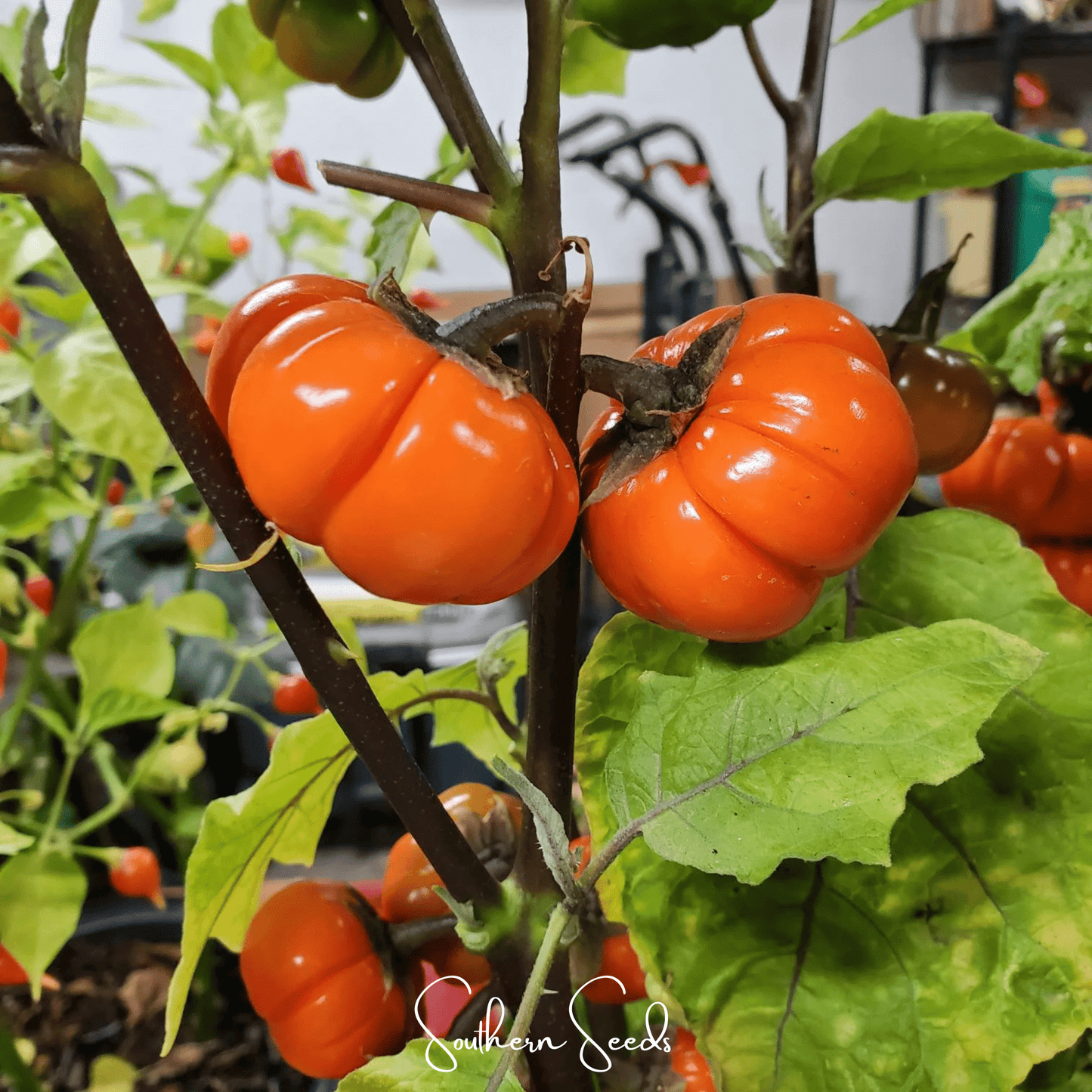 Pumpkin On A Stick Eggplant | 15 Seeds