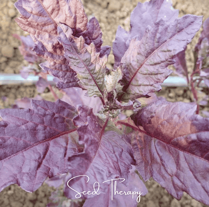 Red Oaxaca Epazote | 100 Seeds