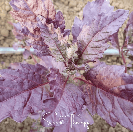 Red Oaxaca Epazote | 100 Seeds