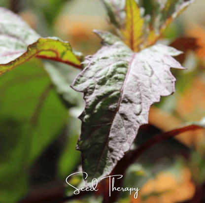 Red Oaxaca Epazote | 100 Seeds