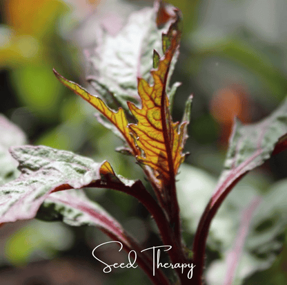 Red Oaxaca Epazote | 100 Seeds