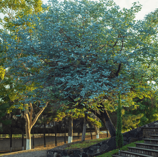 Silver Dollar Eucalyptus | 20 Seeds