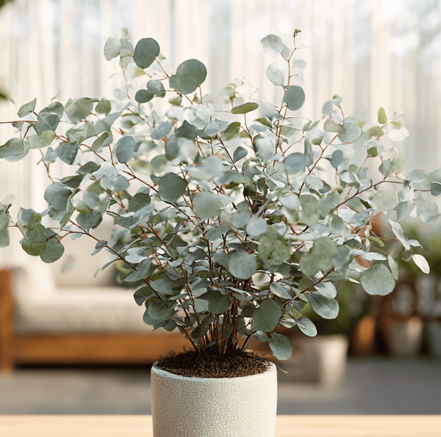 Silver Dollar Eucalyptus | 20 Seeds
