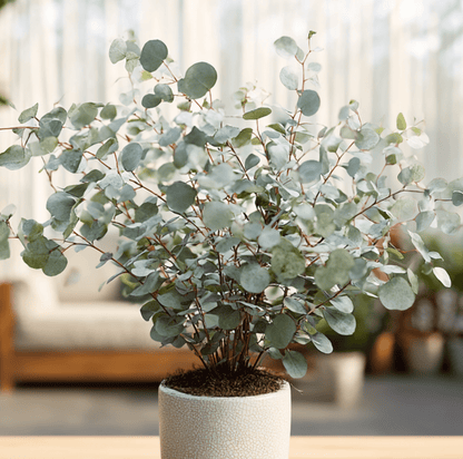 Silver Dollar Eucalyptus | 20 Seeds