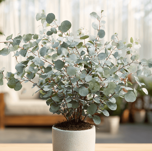 Silver Dollar Eucalyptus | 20 Seeds
