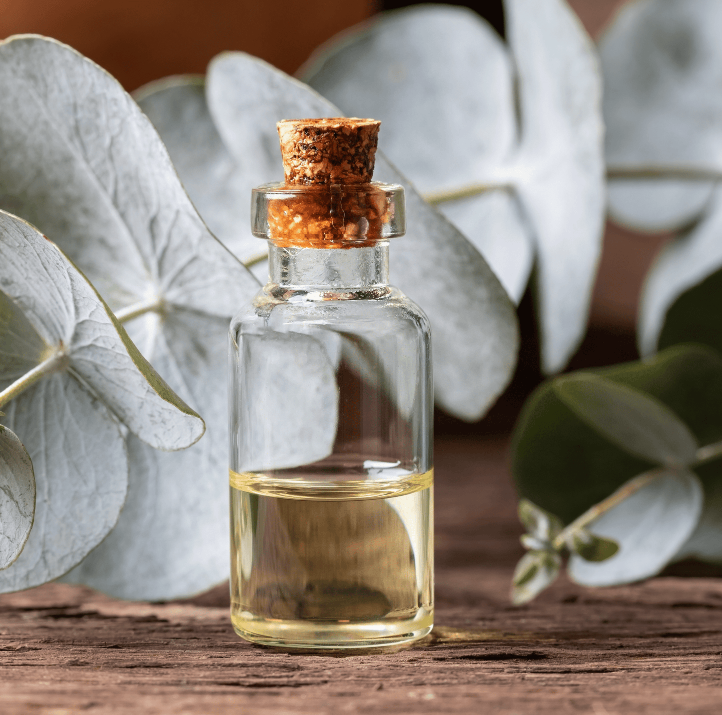 Silver Dollar Eucalyptus | 20 Seeds