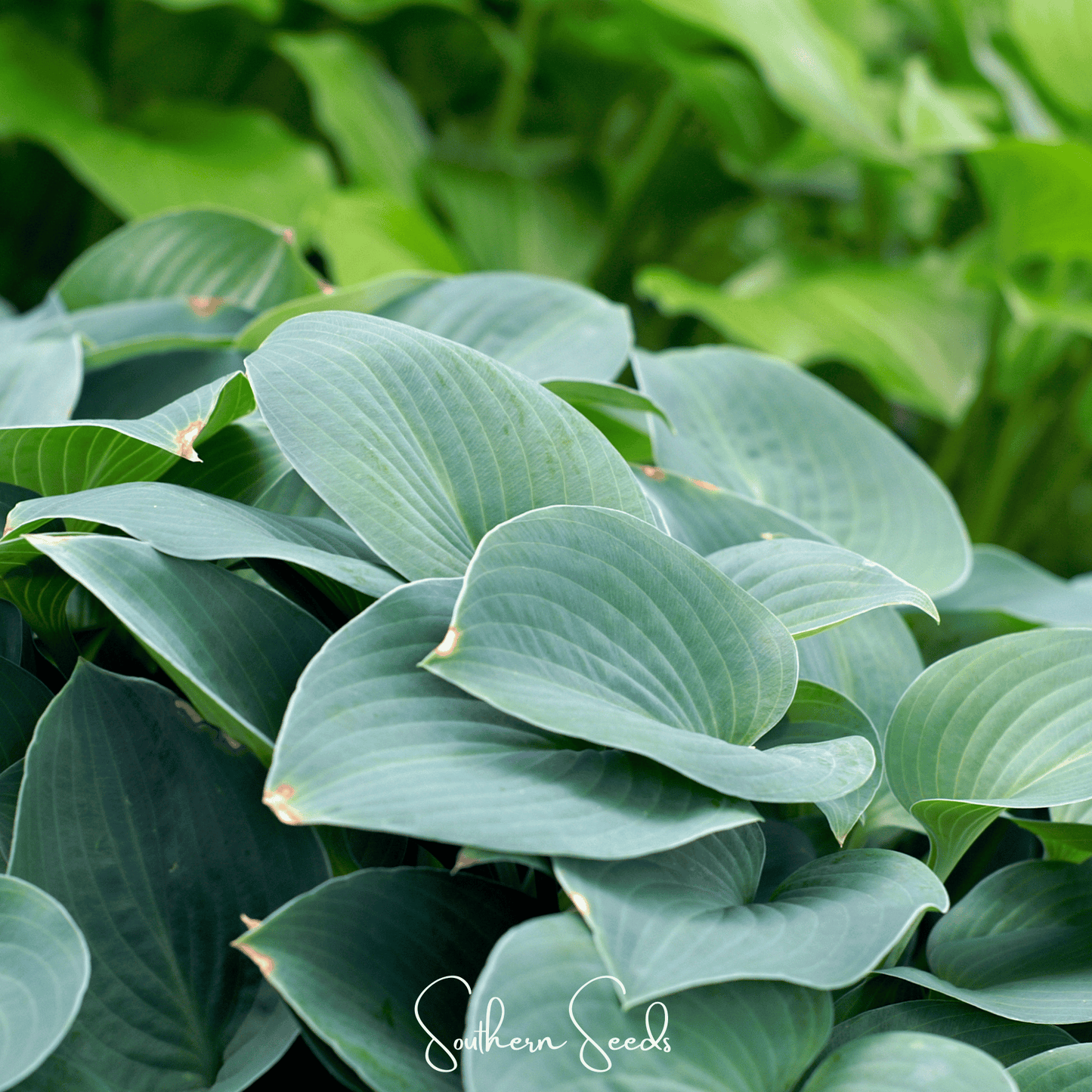 Blue Hosta | 25 Seeds