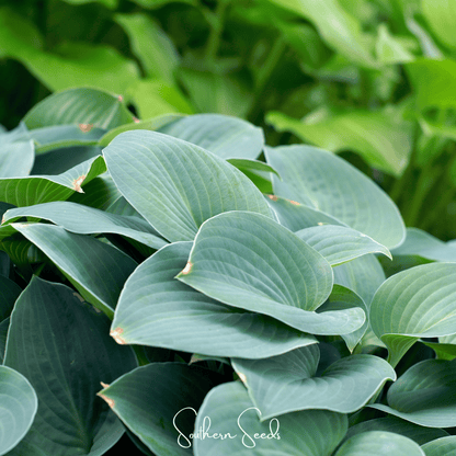 Blue Hosta | 25 Seeds