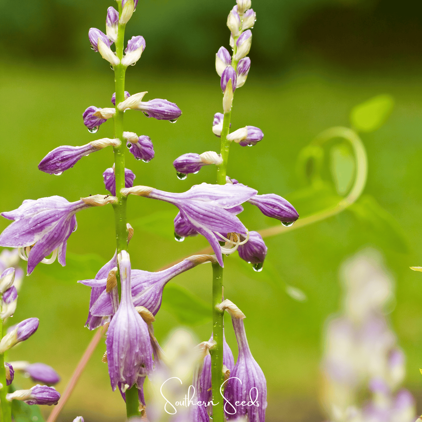 Blue Hosta | 25 Seeds