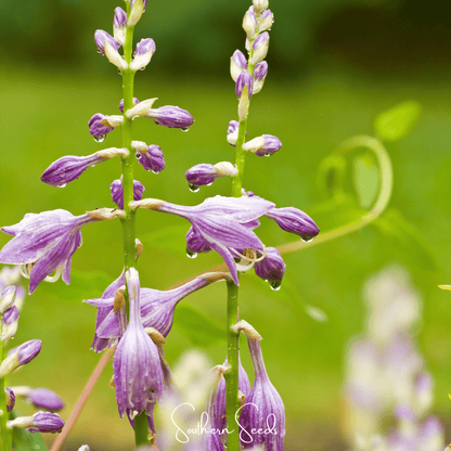 Blue Hosta | 25 Seeds