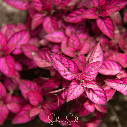 Splash Select Red Hypoestes | 25 Seeds