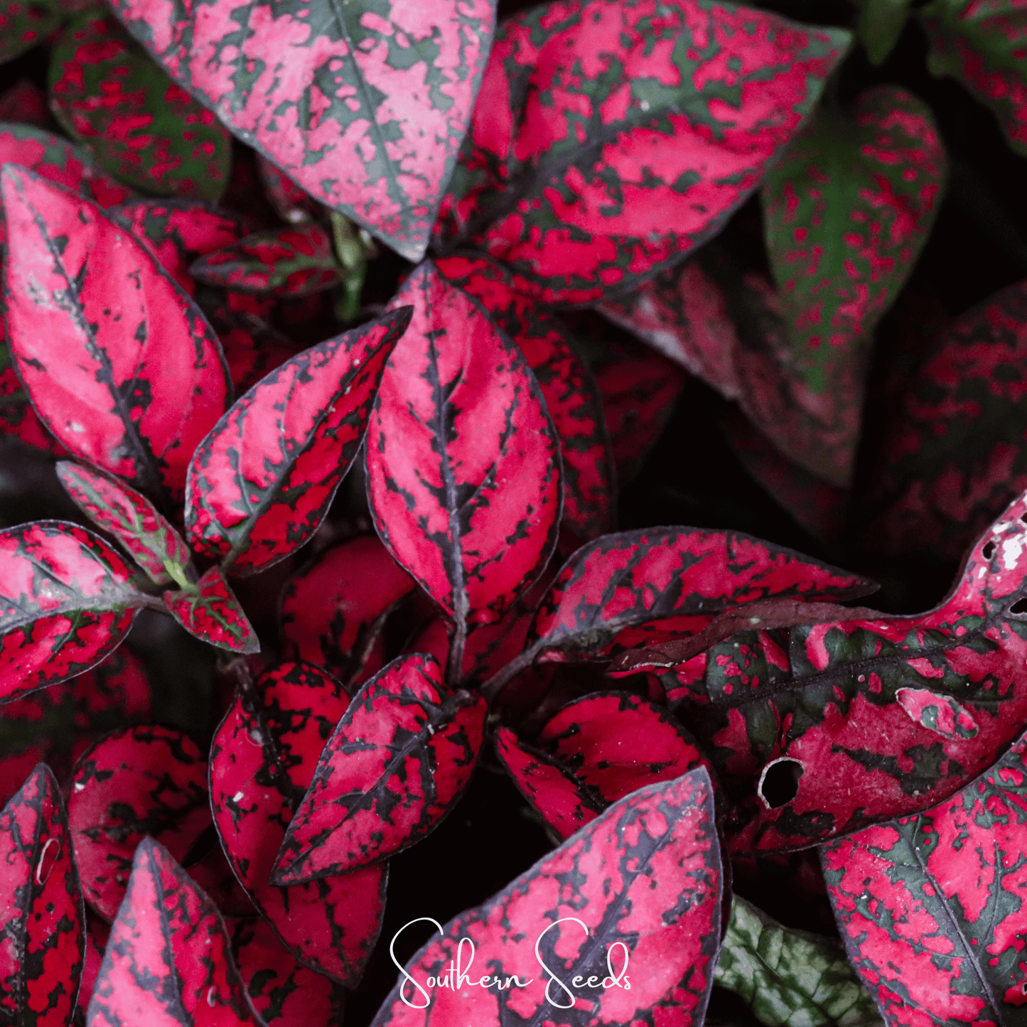 Splash Select Red Hypoestes | 25 Seeds