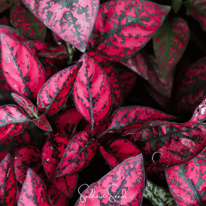 Splash Select Red Hypoestes | 25 Seeds