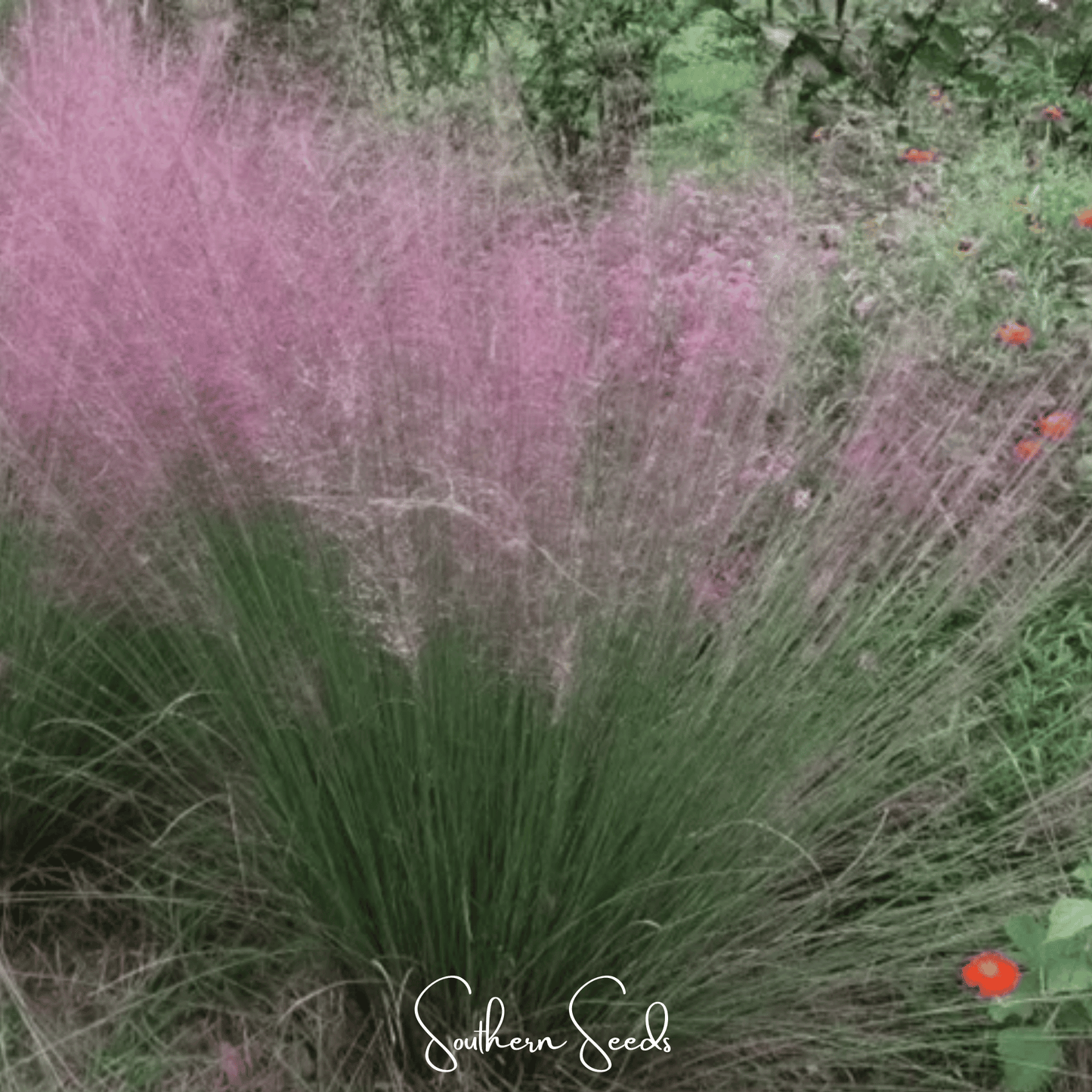 Purple Love Grass | 50 Seeds
