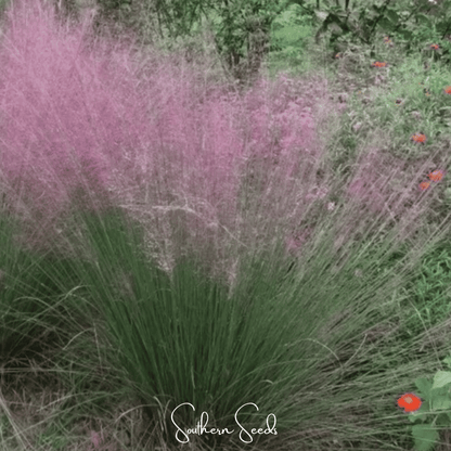 Purple Love Grass | 50 Seeds
