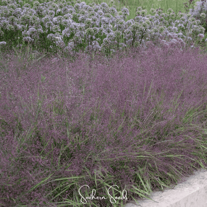 Purple Love Grass | 50 Seeds