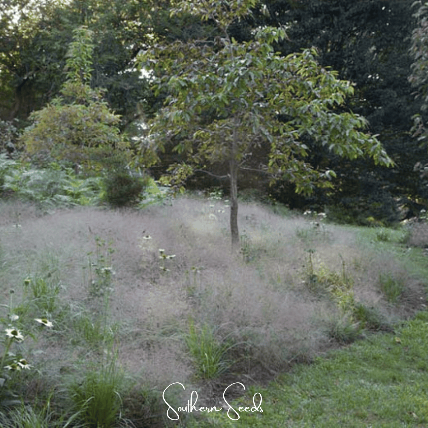 Purple Love Grass | 50 Seeds