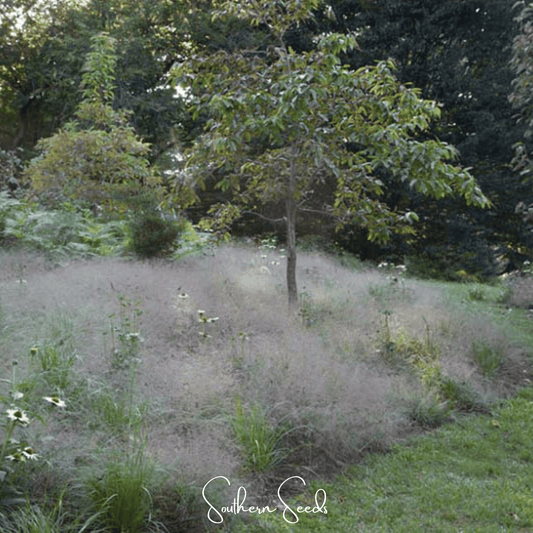 Purple Love Grass | 50 Seeds