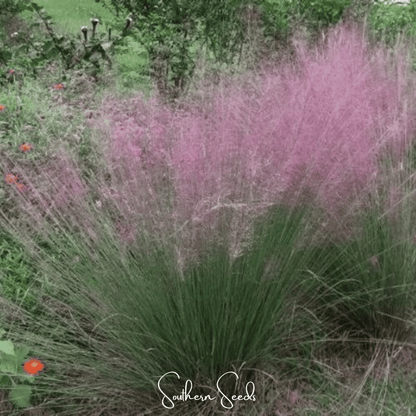 Purple Love Grass | 50 Seeds