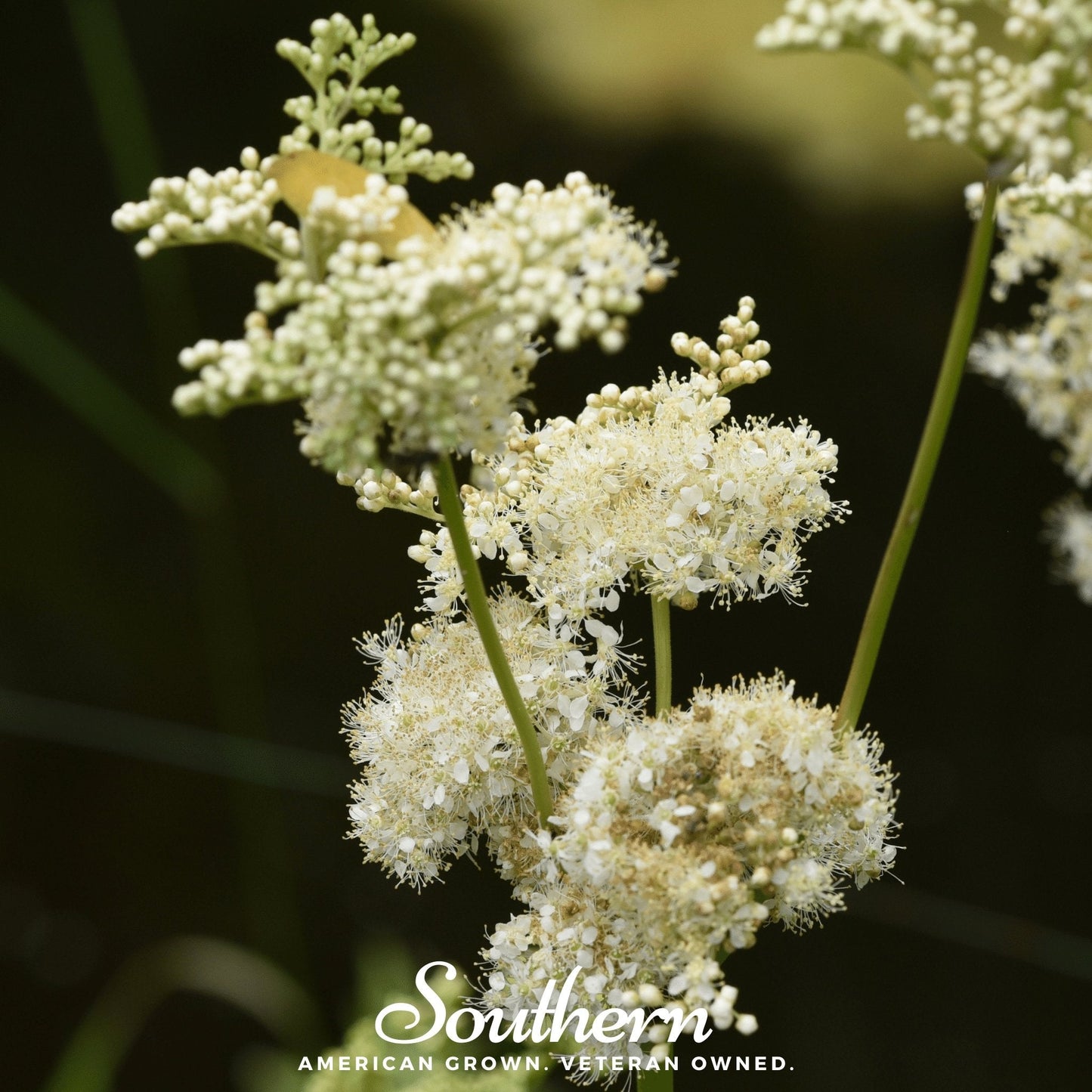 Meadowsweet | 50 Seeds