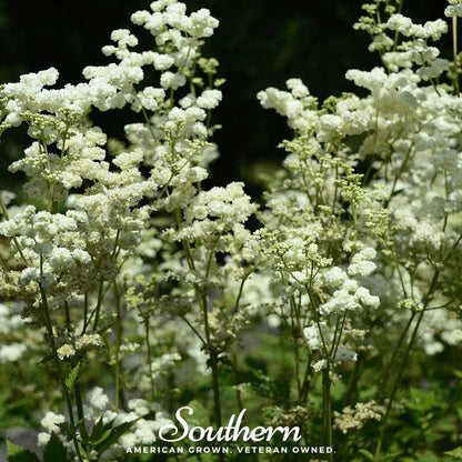 Meadowsweet | 50 Seeds