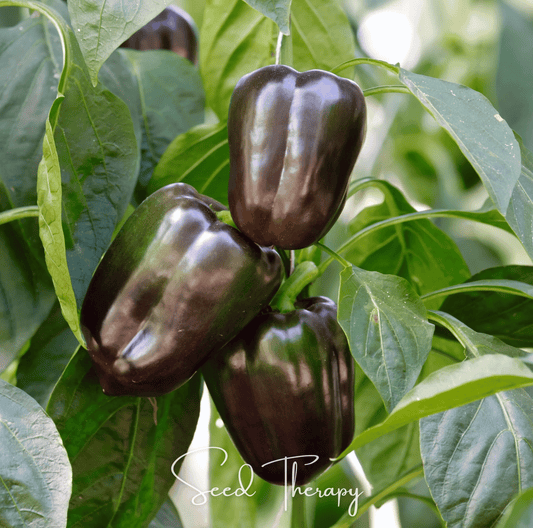 Chocolate Beauty Bell Pepper | 30 Seeds