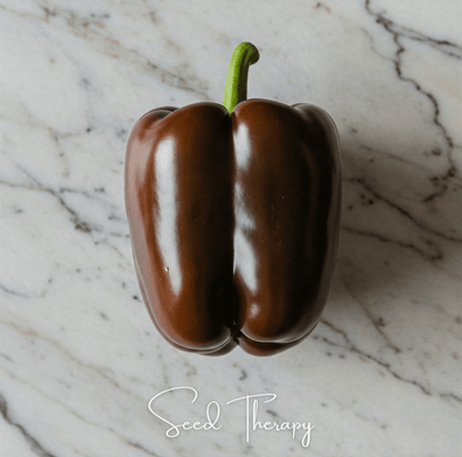 Chocolate Beauty Bell Pepper | 30 Seeds