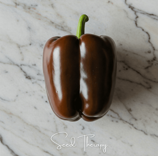 Chocolate Beauty Bell Pepper | 30 Seeds