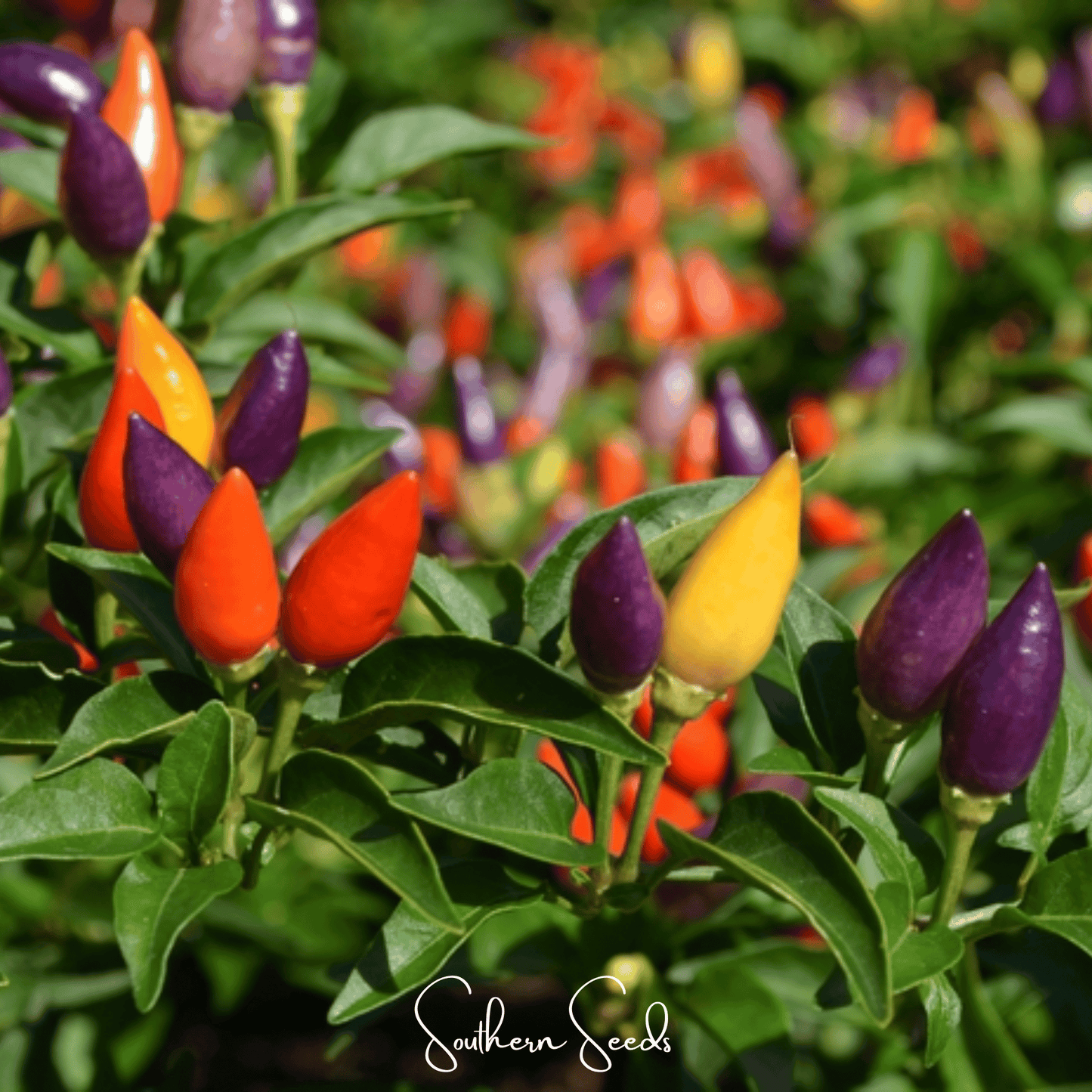 Ornamental Pepper Mix | 30 Seeds